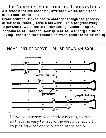 neuron_trans_2.jpg