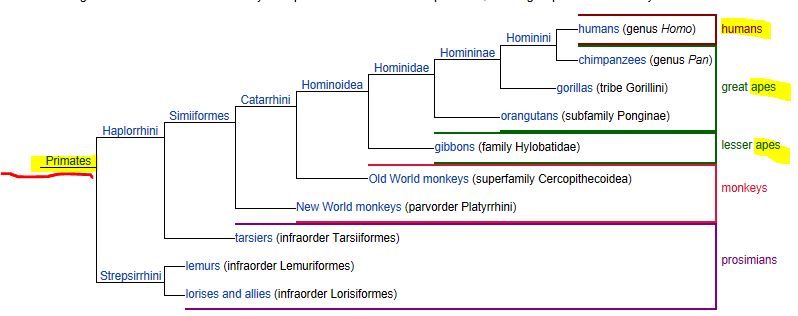 primatesvsman.jpg