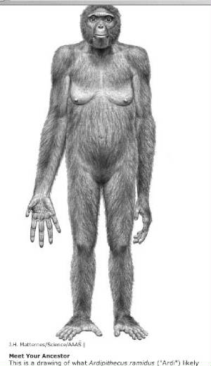 cainardipithecusramidus.jpg