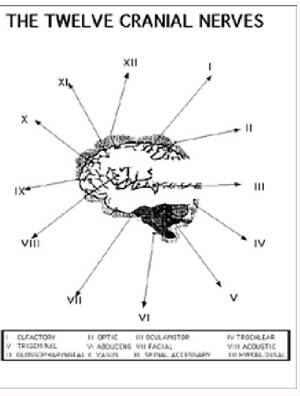 Drawing shows the 12 cranial nervs emanating fromt