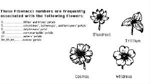 fibonflowers.jpg