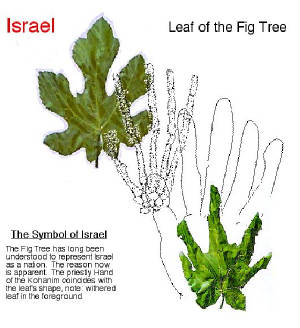 figsisraelleafsymbol.jpg