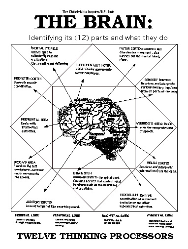 brainprocessors.jpg