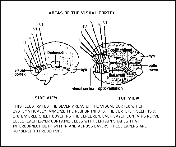 Diagram showing the seven layers of visual cortex